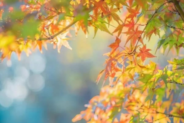 秋意渐浓，可以让家中更具空灵通透感